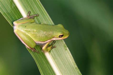  大 Travail Frog，一隻擁有迷人歌聲且擅長偽裝的兩棲動物！