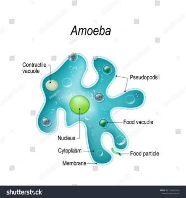   塔塔米阿米巴：單細胞生物界的隱藏冠軍！