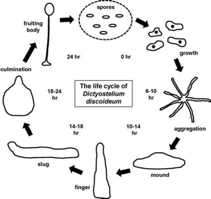  Dictyosteliumdiscoideum：This Amazing Single-Celled Organism Can Form Multicellular Structures!