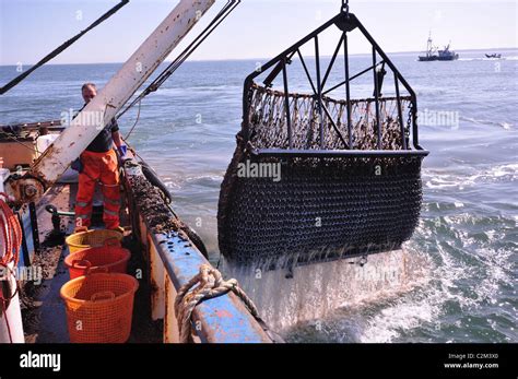   dredge mussels：擁有堅硬外殼的雙殼類動物，牠們是海底環境中不可或缺的清潔工！