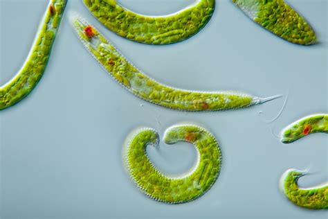   Euglena：探索微觀世界中這擁有光合作用能力的鞭毛生物！