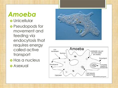  Umbellularia：一個擁有獨特偽足運動的單細胞生物！