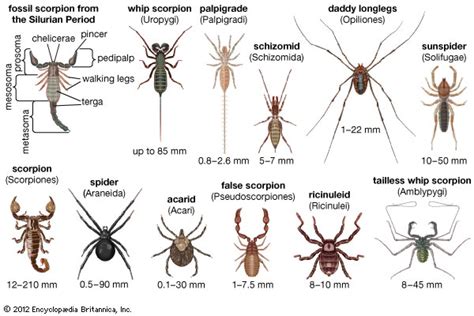    Umm! 蜘蛛家族中，擁有八隻腳且擅長築網的 Umbearable Uropygi: 認識這種奇特的小生物