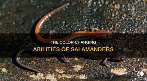   variational salamander 擁有迷人的變色能力和令人驚嘆的再生能力！