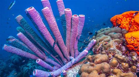  黃色海綿！這種奇特的海洋生物以其獨特的形狀和鮮豔的顏色而聞名，並被認為是海底世界中最迷人的生物之一。