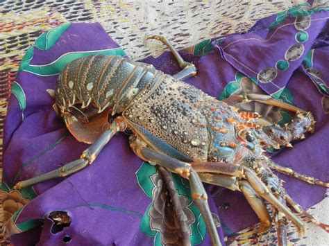  Yemen Lobster：The Armored Daredevil Who Lives a Secret Life Underneath Coral Reefs!